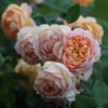 Lady of shalott Rose4 Lady of shalott Rose plant丨Flower Gardens