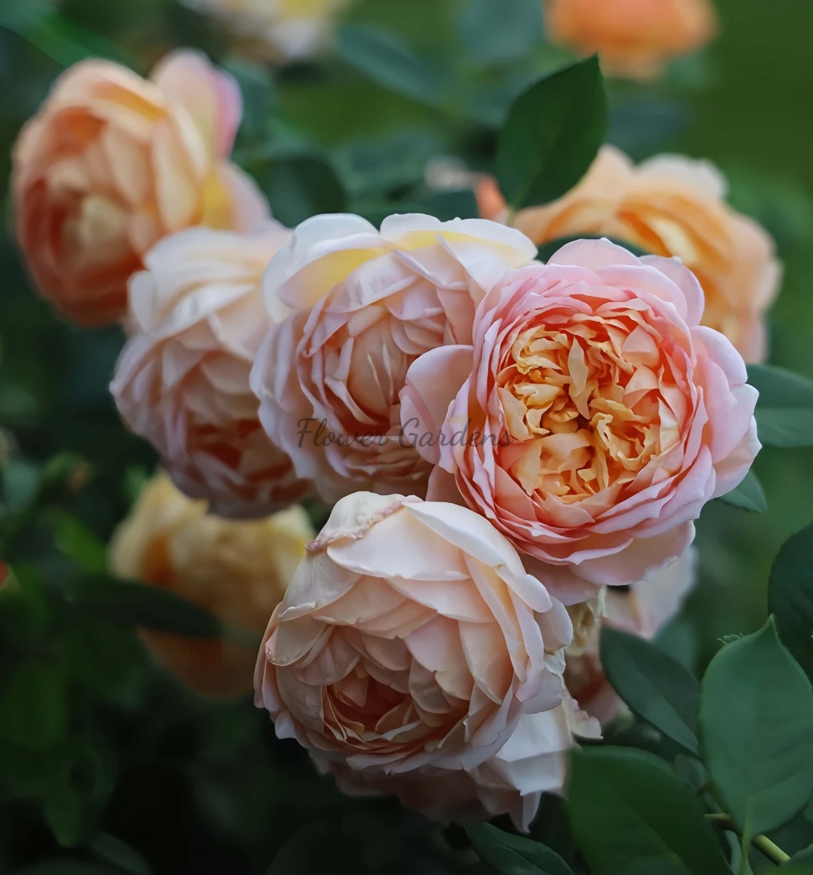 Lady of shalott Rose plant丨Flower Gardens