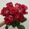Lguazu Rose for sale丨Flower Gardens