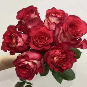 Lguazu Rose丨Flower Gardens