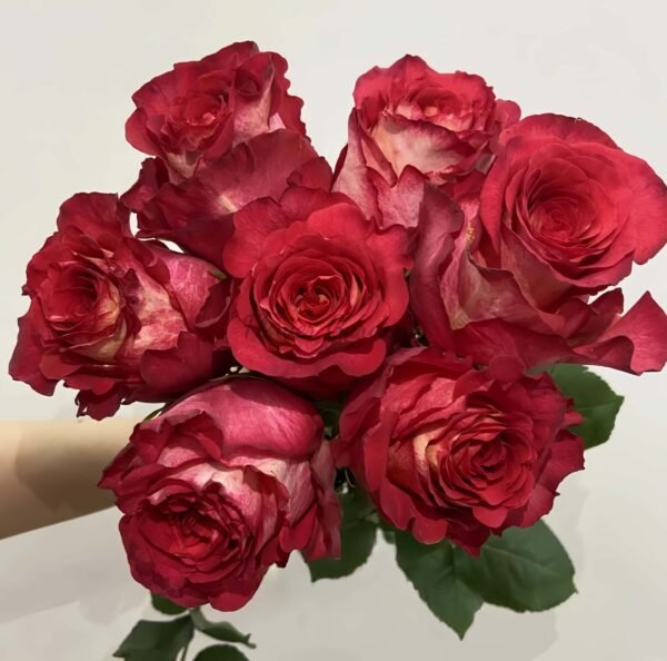 Lguazu Rose丨Flower Gardens