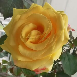 Life Style Rose丨Flower Gardens