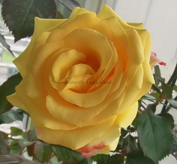 Life Style Rose丨Flower Gardens