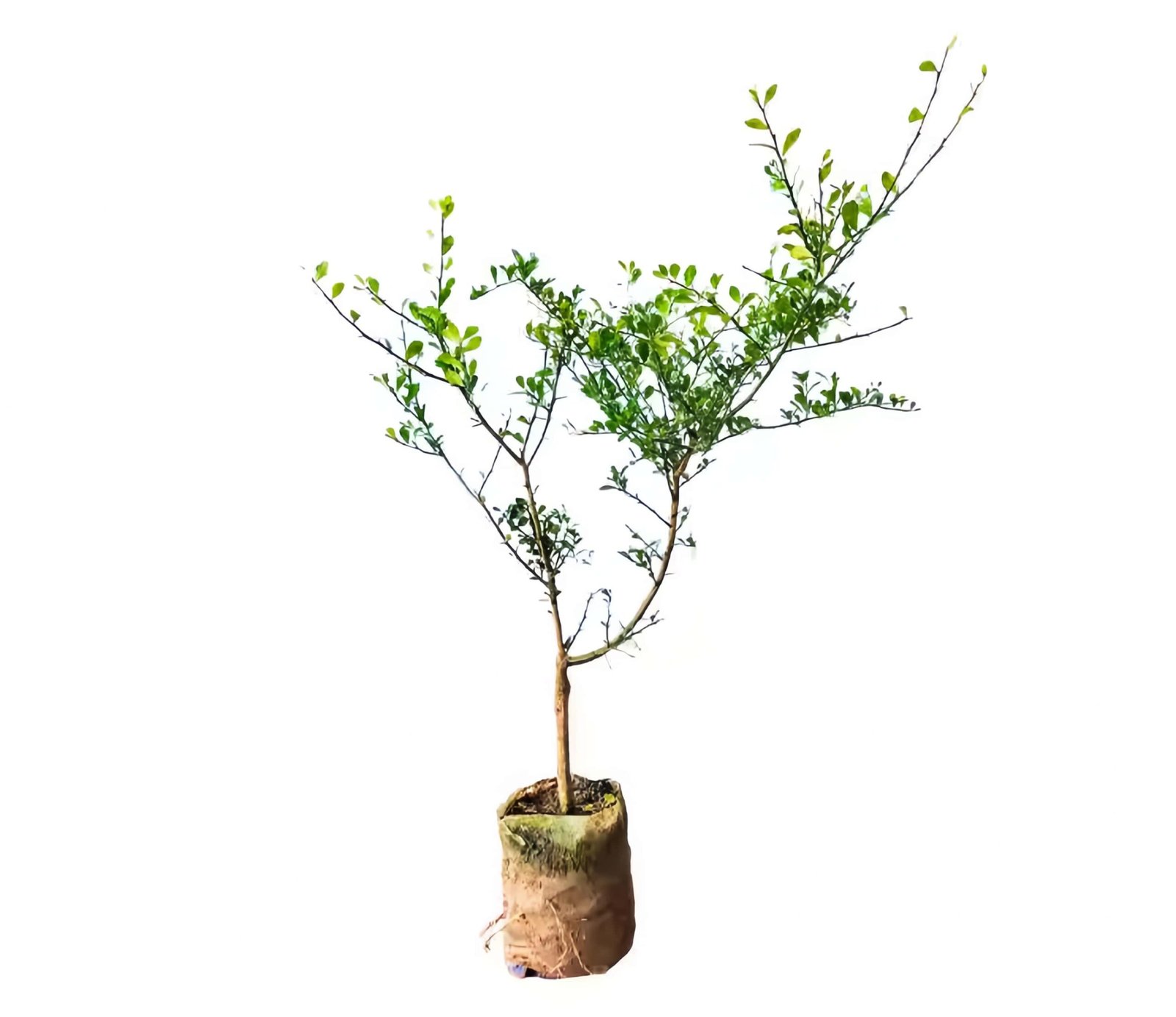 Wauchope Finger Lime Tree丨Flower Gardens