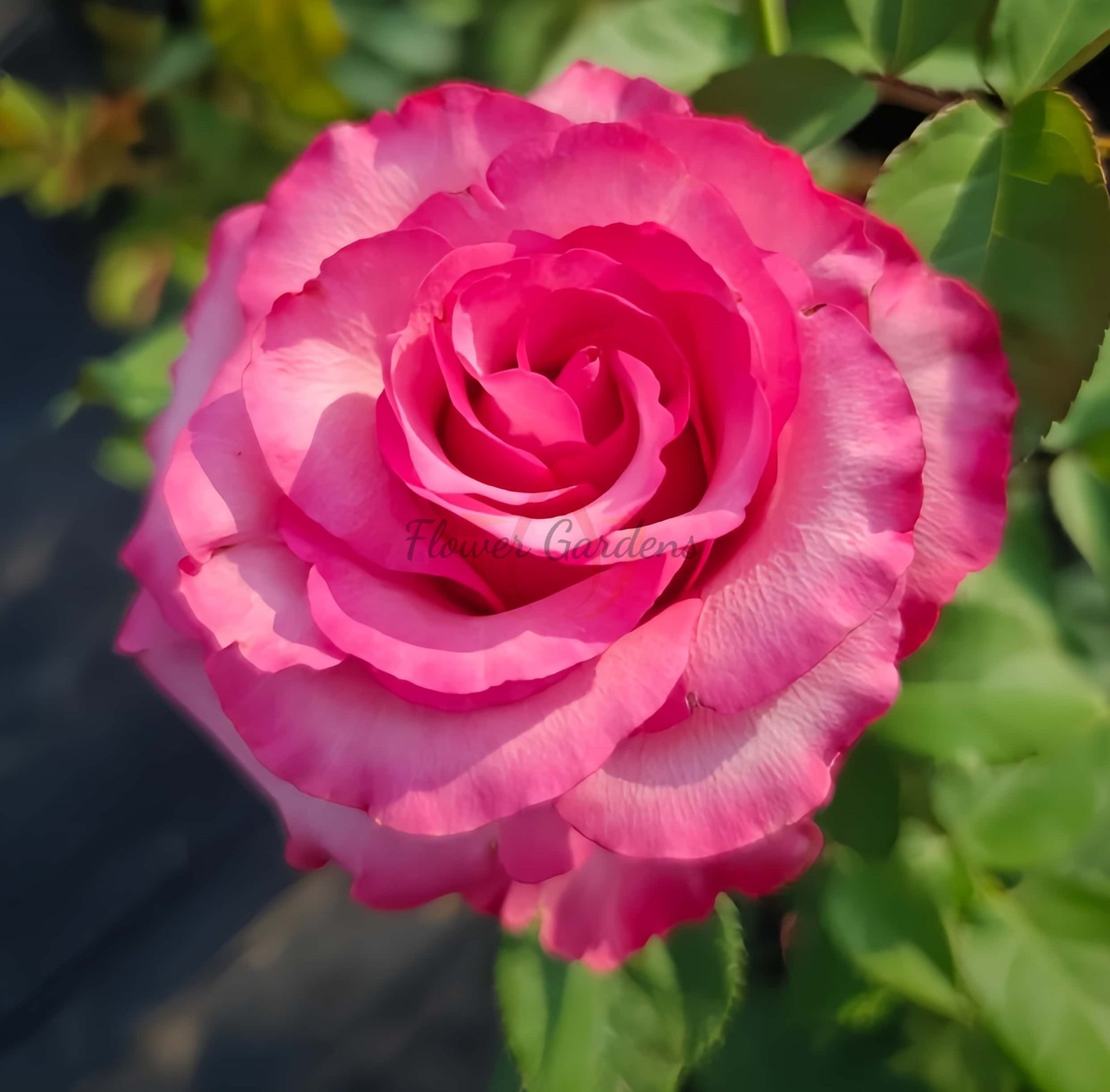 Lola Rose丨Flower Gardens