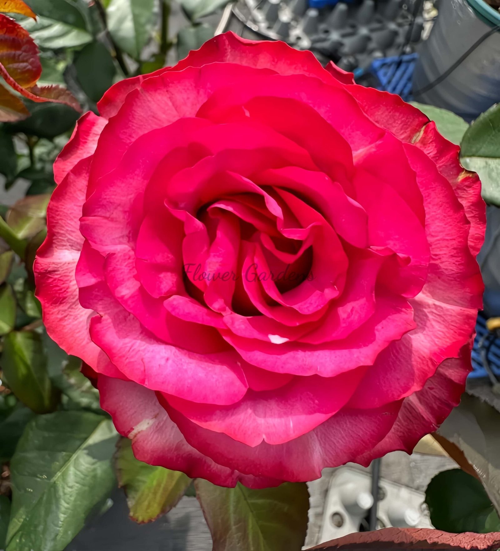 Lola Rose for sale丨Flower Gardens