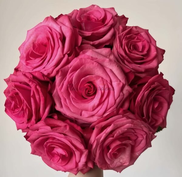 Lola Rose丨Flower Gardens