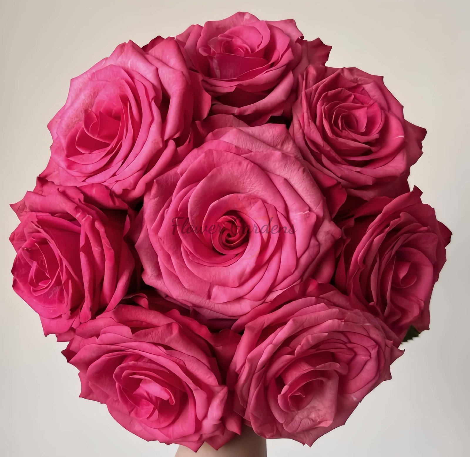 Lola Rose丨Flower Gardens