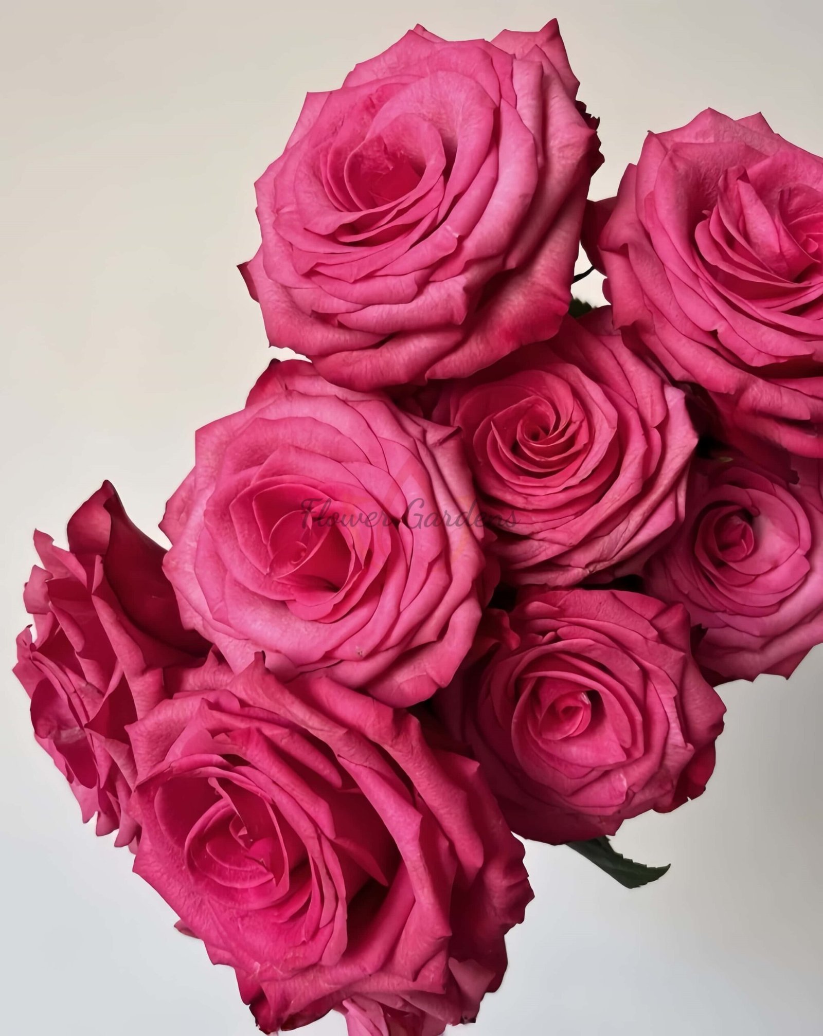 Lola Rose plant丨Flower Gardens