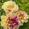 Lollipop Peony Plant丨Flower Gardens