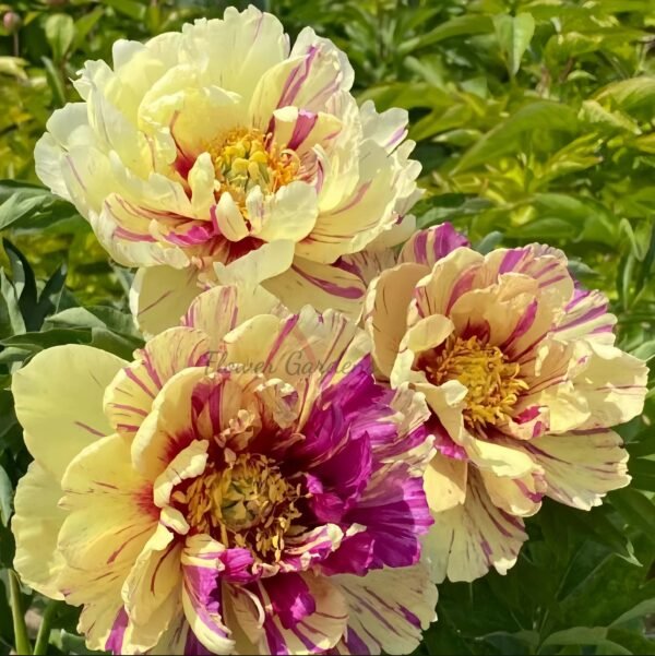 Lollipop Peony Plant丨Flower Gardens