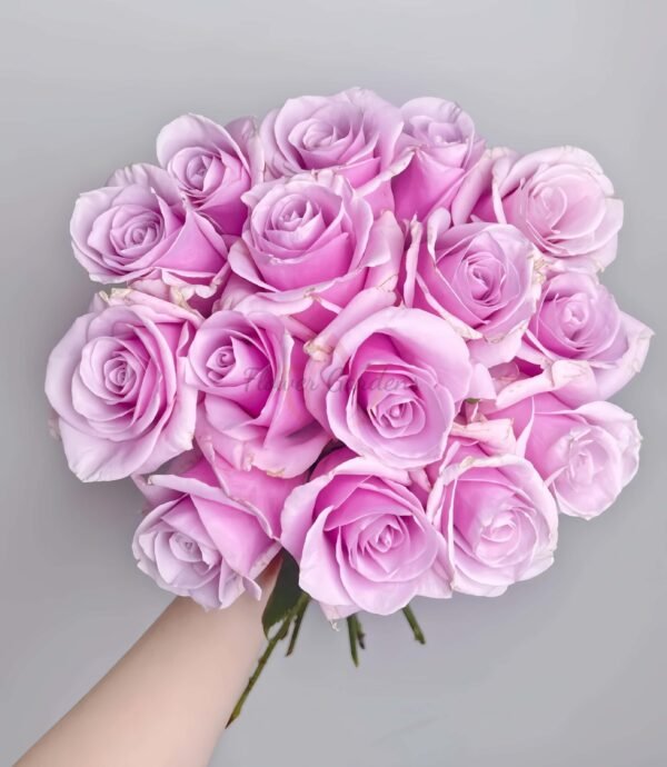 Longgaozhu Rose丨Flower Gardens