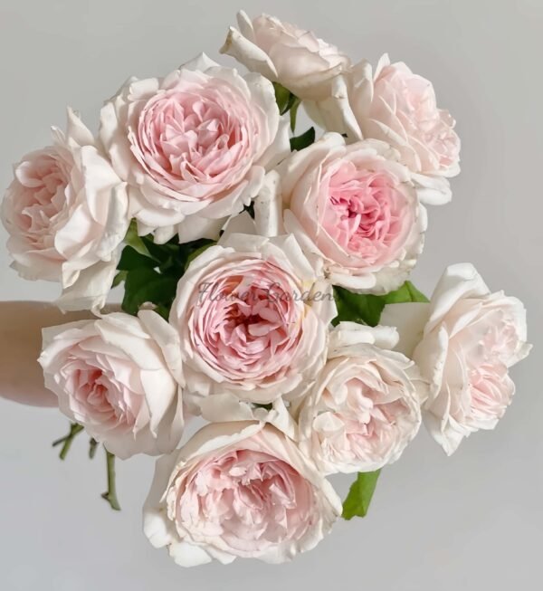 M-wedding box Rose丨Flower Gardens