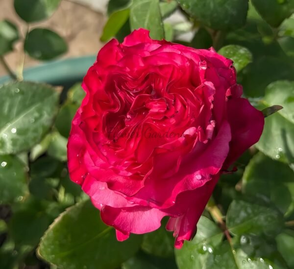 Magic Carmen Rose plant丨Flower Gardens