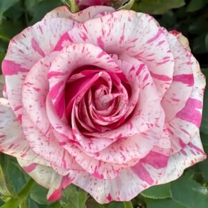 Magic Times Rose丨Flower Gardens