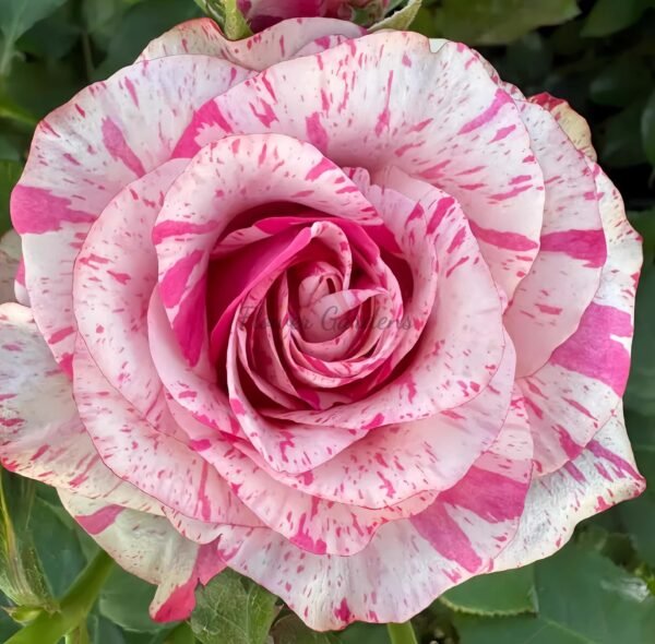 Magic Times Rose丨Flower Gardens