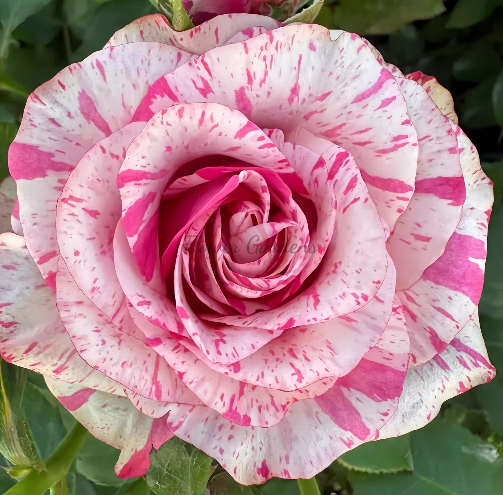 Magic Times Rose丨Flower Gardens