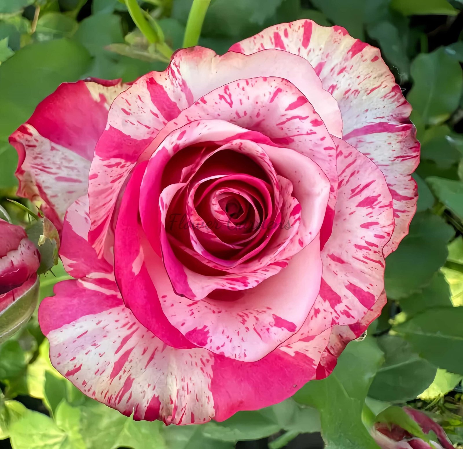 Magic Times Rose for sale丨Flower Gardens