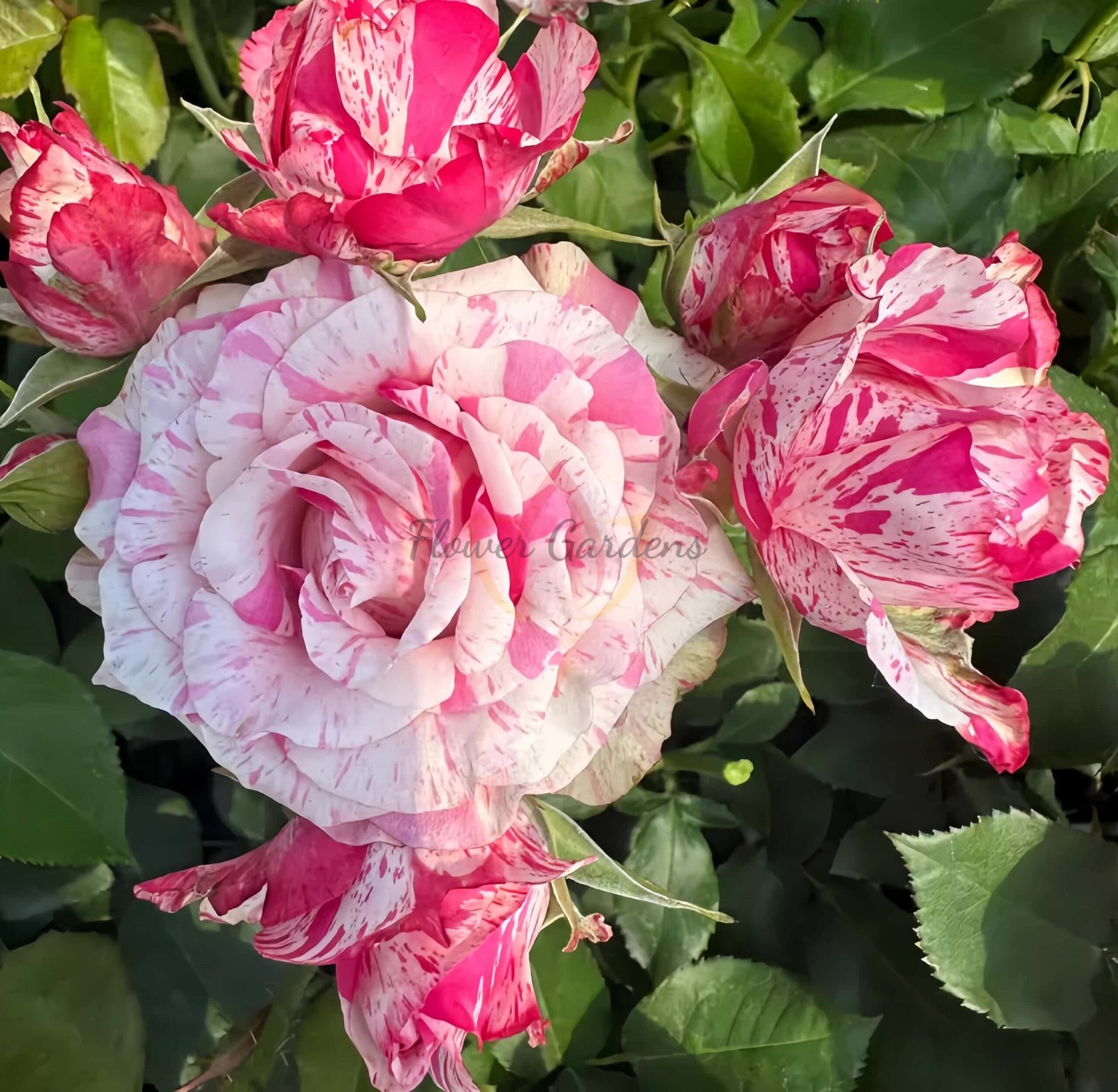 Magic Times Rose丨Flower Gardens