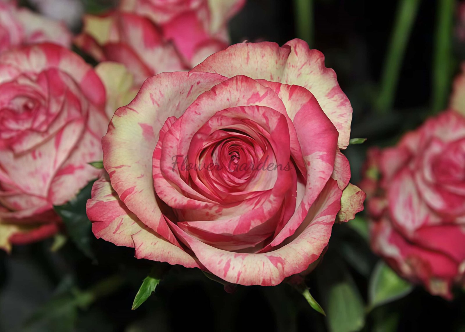 Magic Times Rose plant丨Flower Gardens