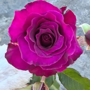 Mamy Blue Rose丨Flower Gardens