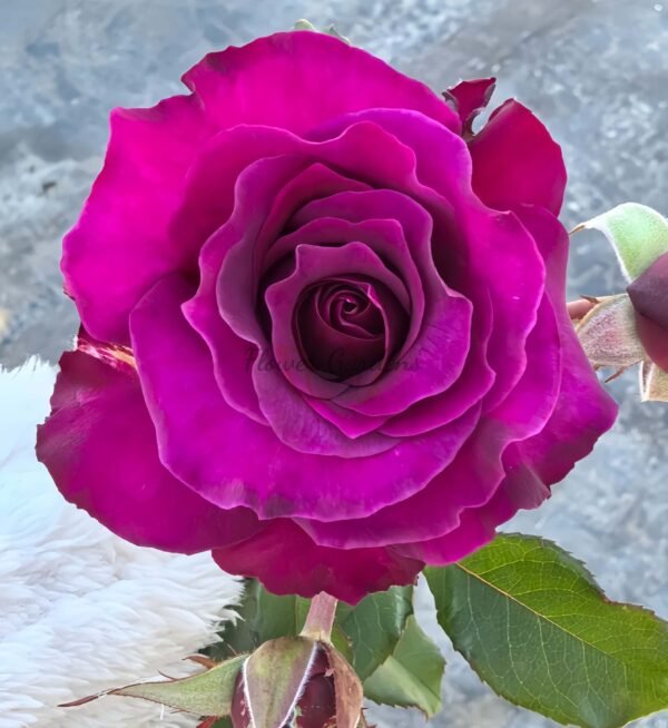 Mamy Blue Rose丨Flower Gardens