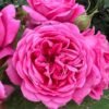 Marchen kugel Rose for sale丨Flower Gardens