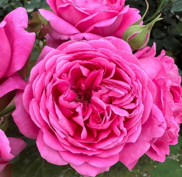 Marchen kugel Rose for sale丨Flower Gardens