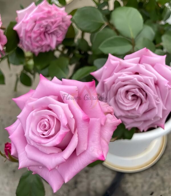 Maritim Rose丨Flower Gardens