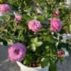 Maritim Rose plant丨Flower Gardens
