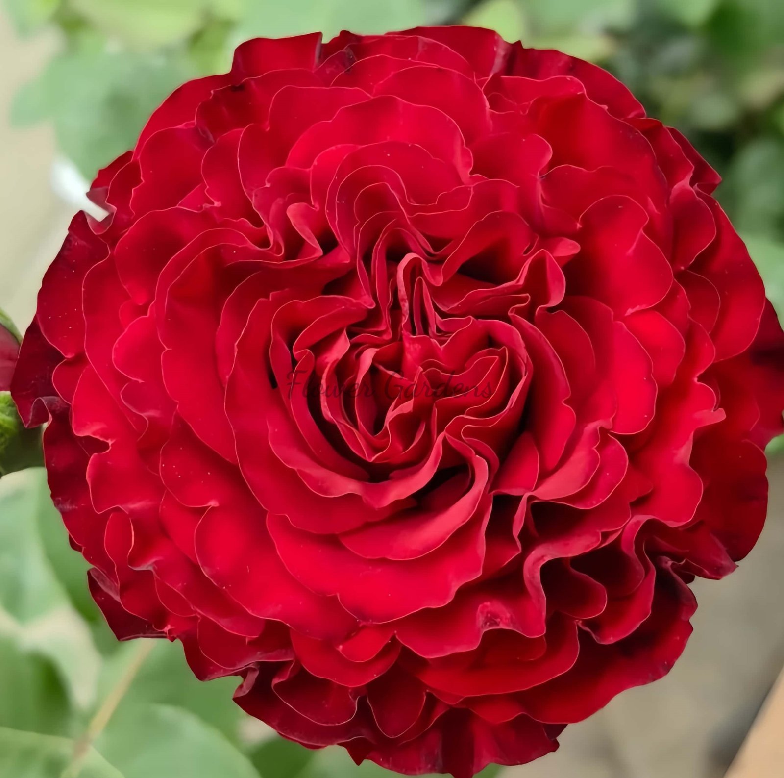 Mayra's Rose plant丨Flower Gardens