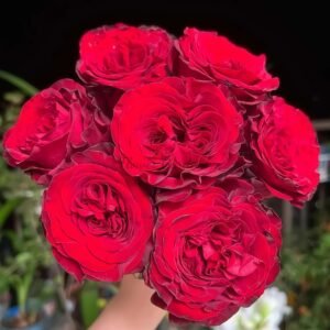 Mayra's Rose丨Flower Gardens