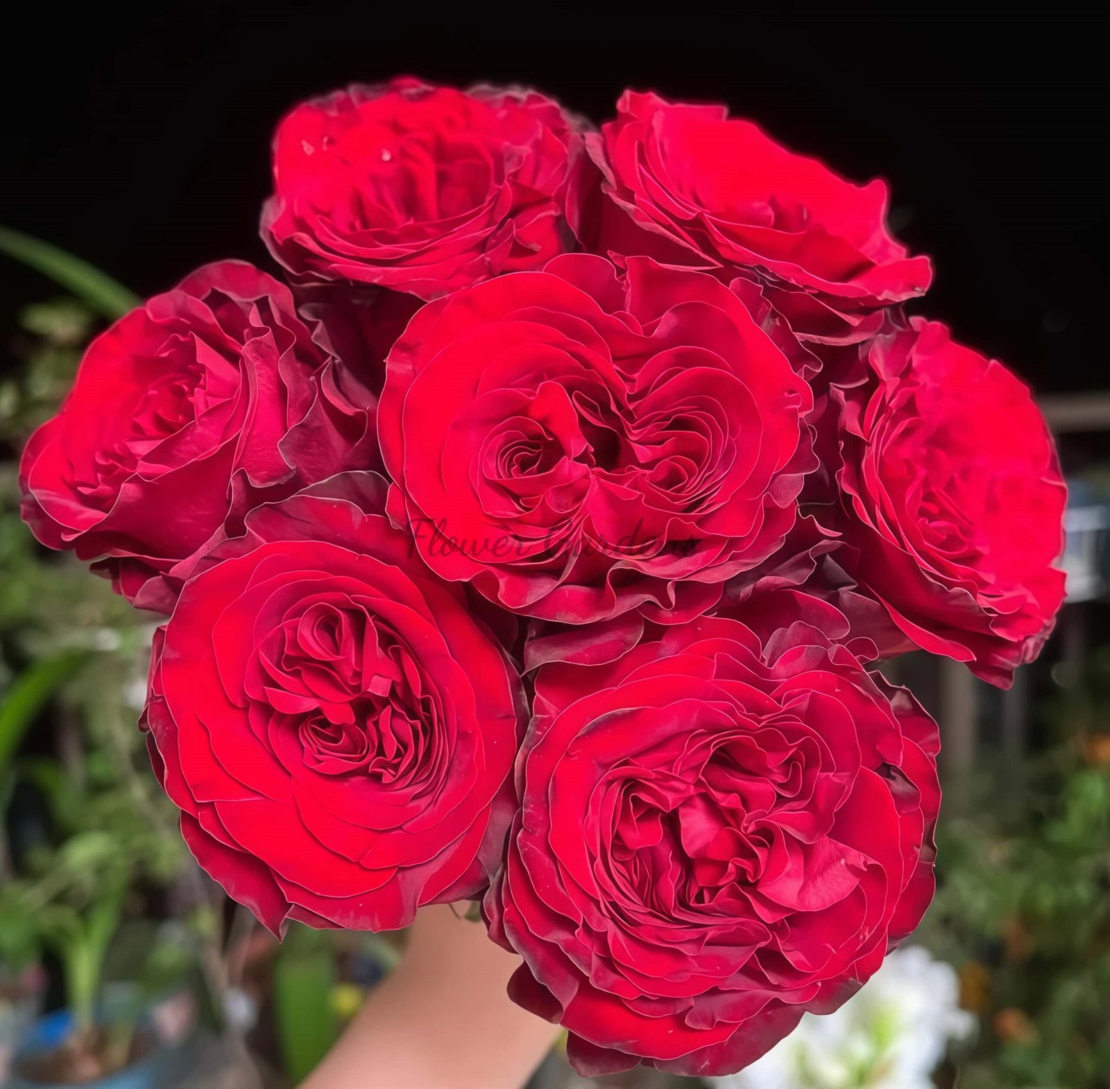 Mayra's Rose丨Flower Gardens