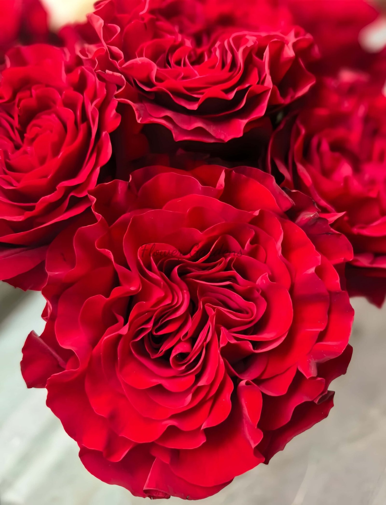 Mayra's Rose for sale丨Flower Gardens