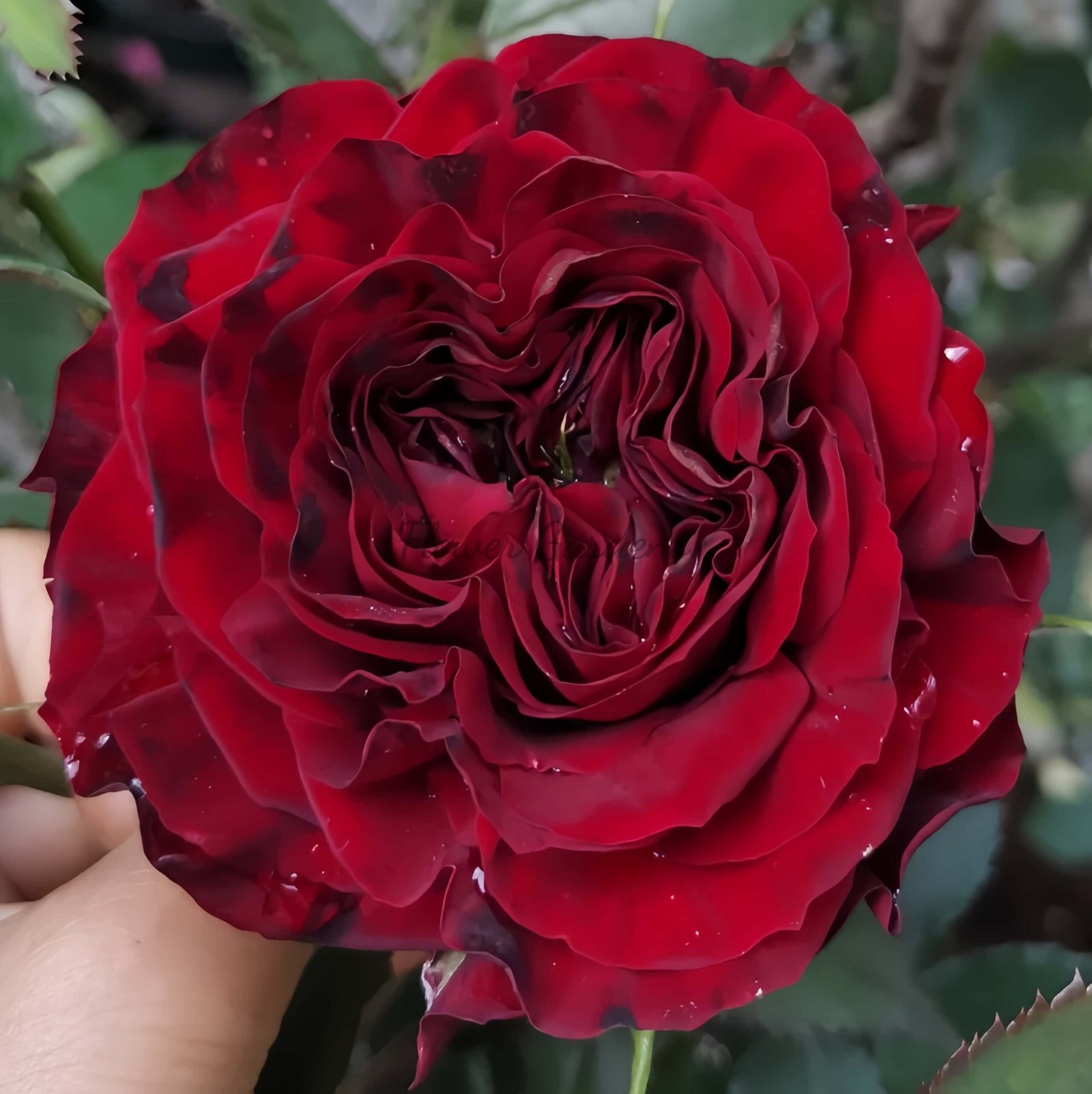 Mayra's Rose丨Flower Gardens