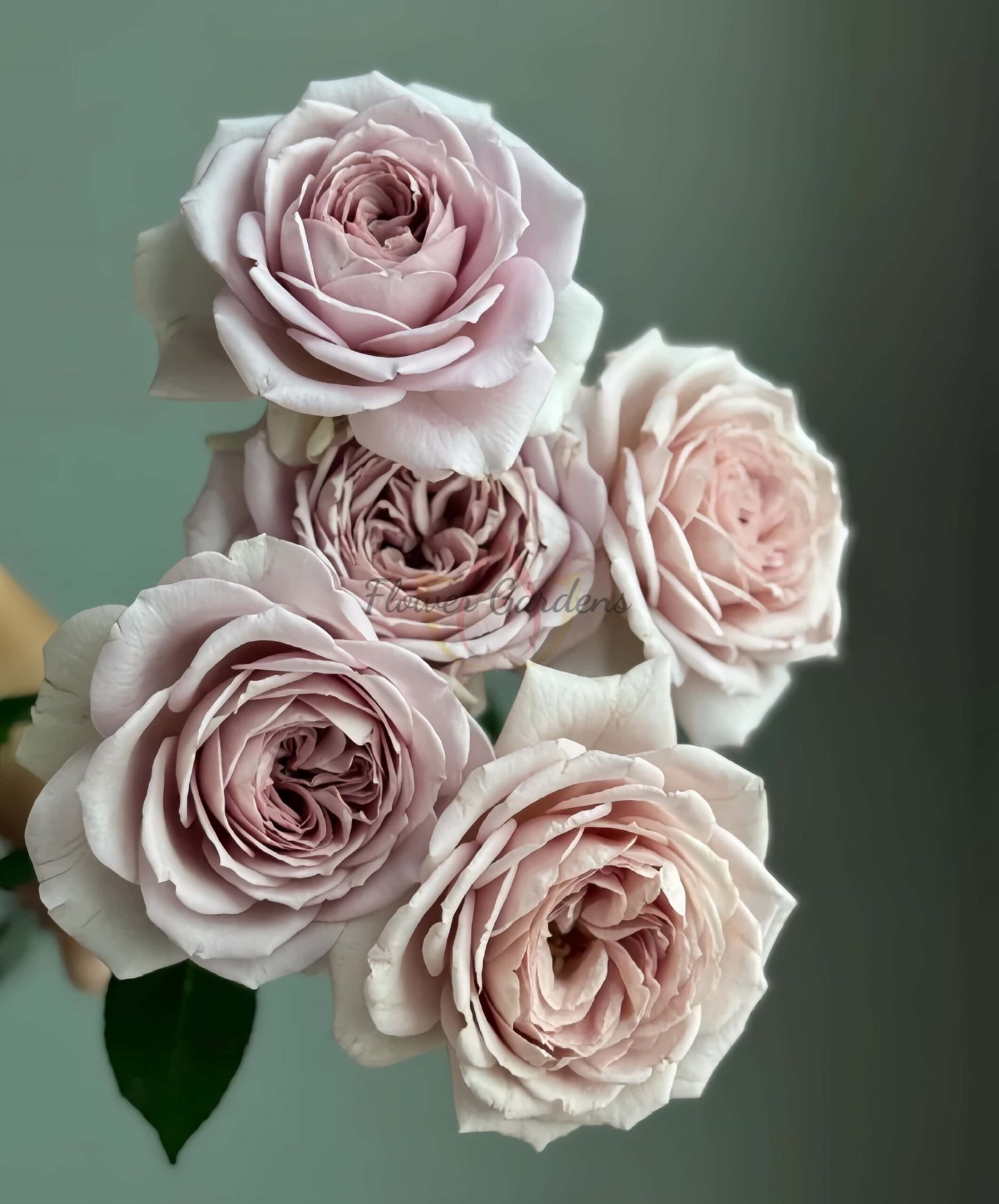 Memoire Rose plant丨Flower Gardens