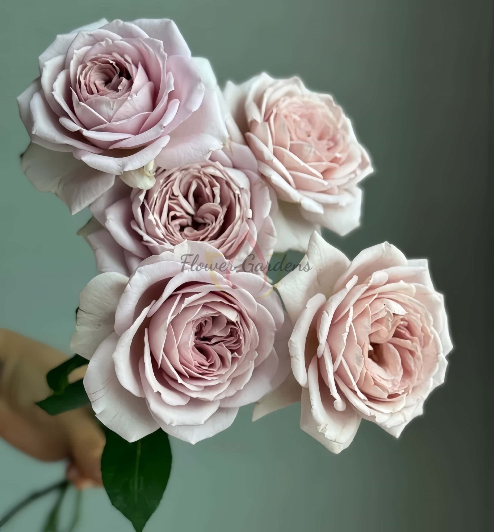 Memoire Rose for sale丨Flower Gardens