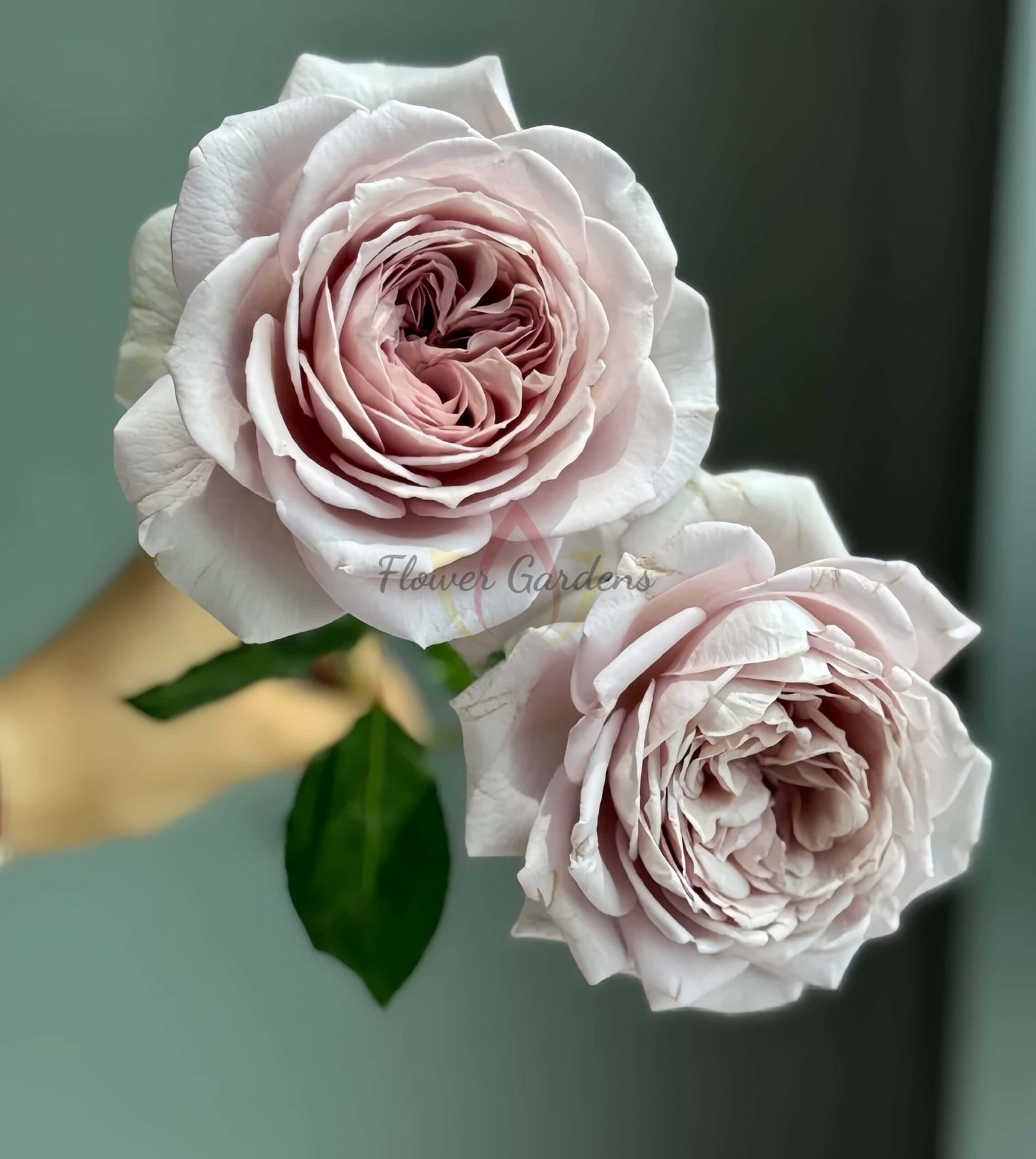 Memoire Rose丨Flower Gardens