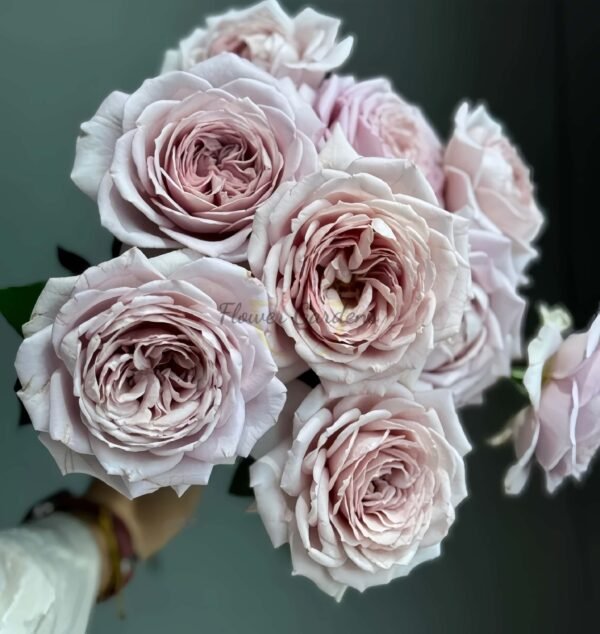 Memoire Rose丨Flower Gardens