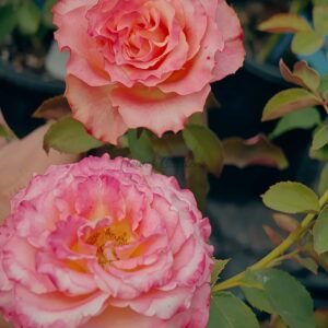 Memphis Rose plant丨Flower Gardens