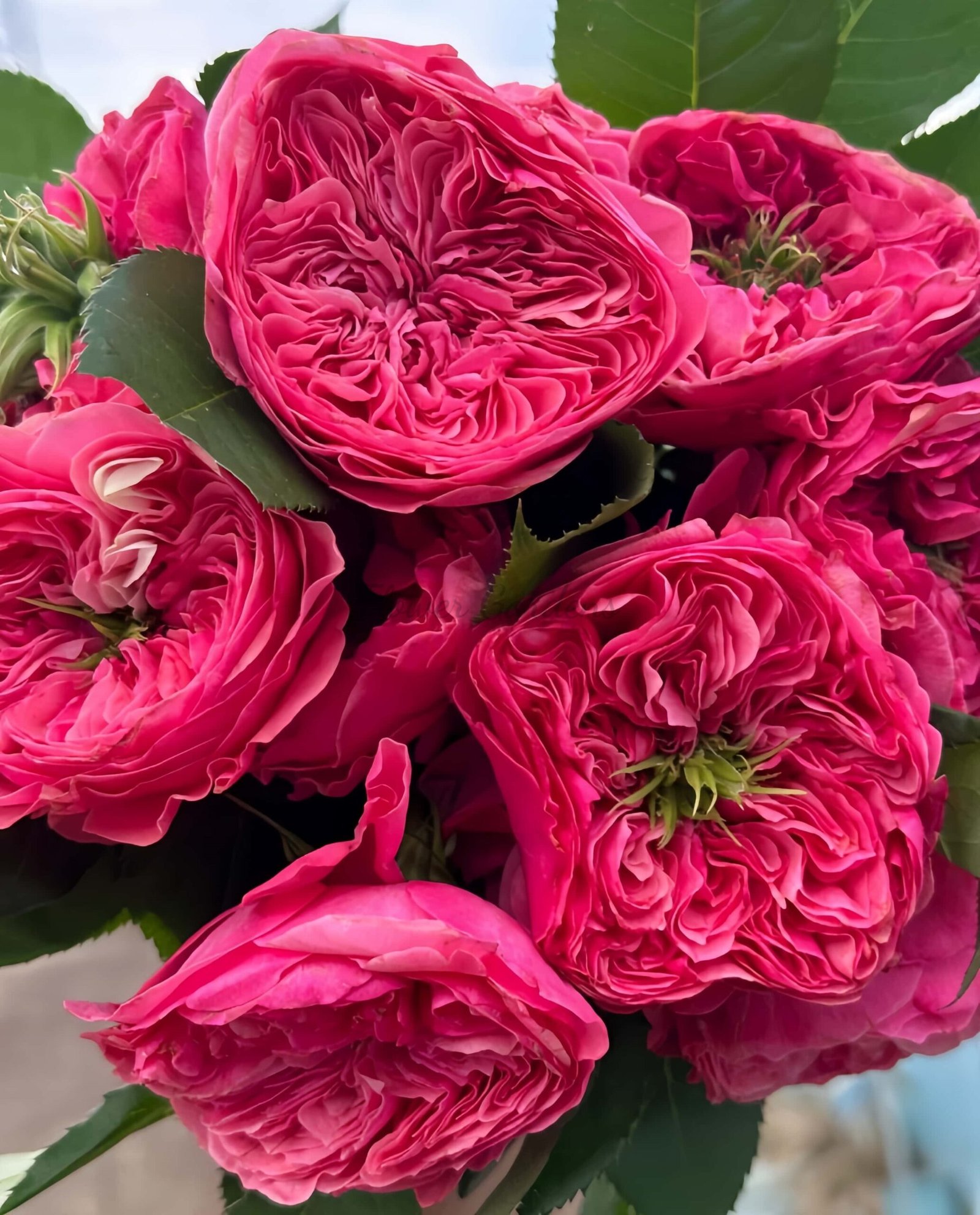 Middleton! Rose丨Flower Gardens