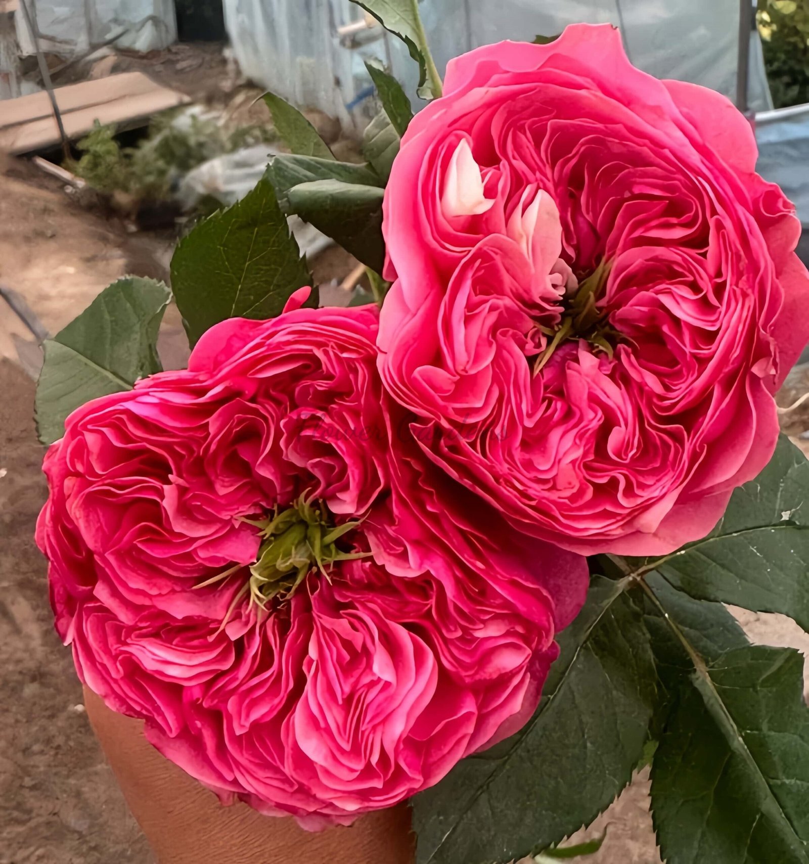 Middleton! Rose plant丨Flower Gardens