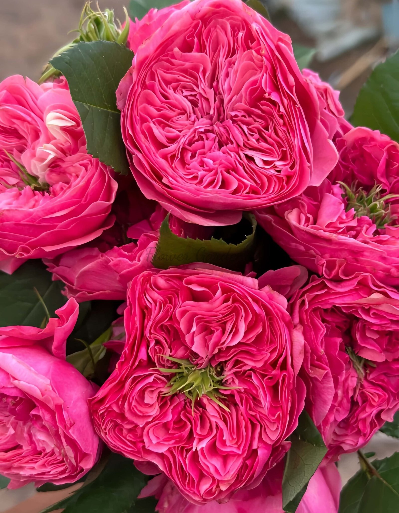 Middleton! Rose丨Flower Gardens