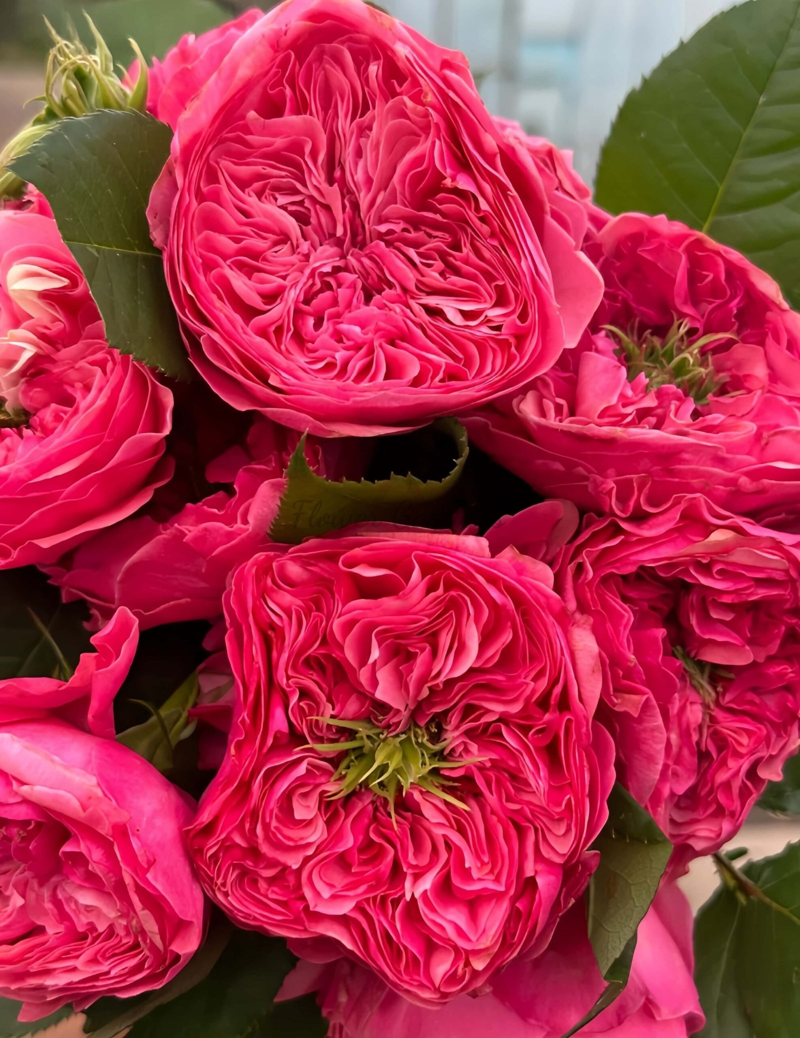 Middleton! Rose for sale丨Flower Gardens