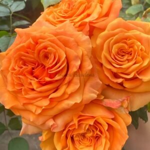 Mighty+ Rose for sale丨Flower Gardens