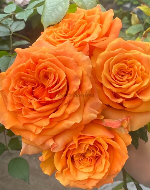 Mighty+ Rose for sale丨Flower Gardens