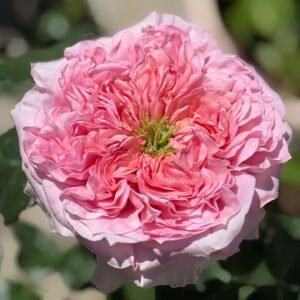 Milicent Rose for sale丨Flower Gardens