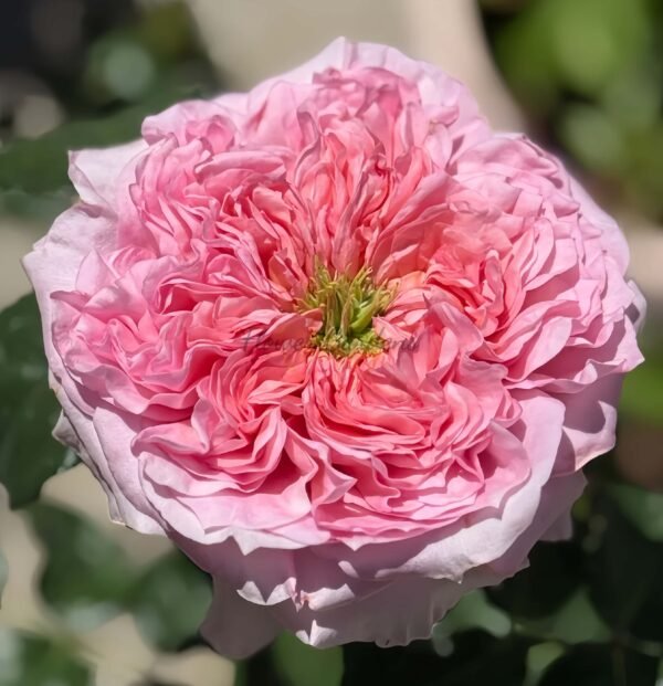 Milicent Rose for sale丨Flower Gardens