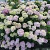 Mona Lisa Hydrangea丨Flower Gardens