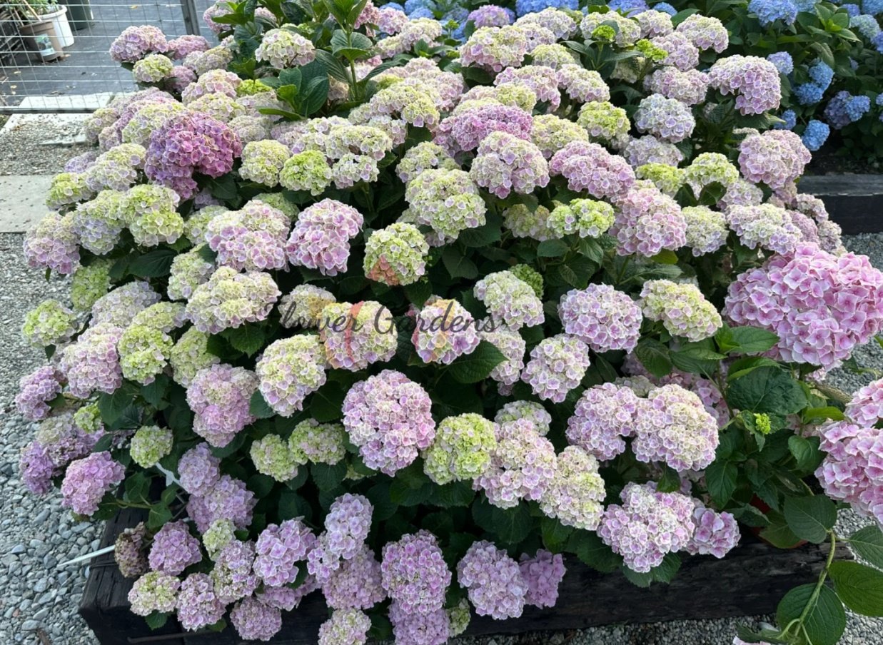 Mona Lisa Hydrangea丨Flower Gardens